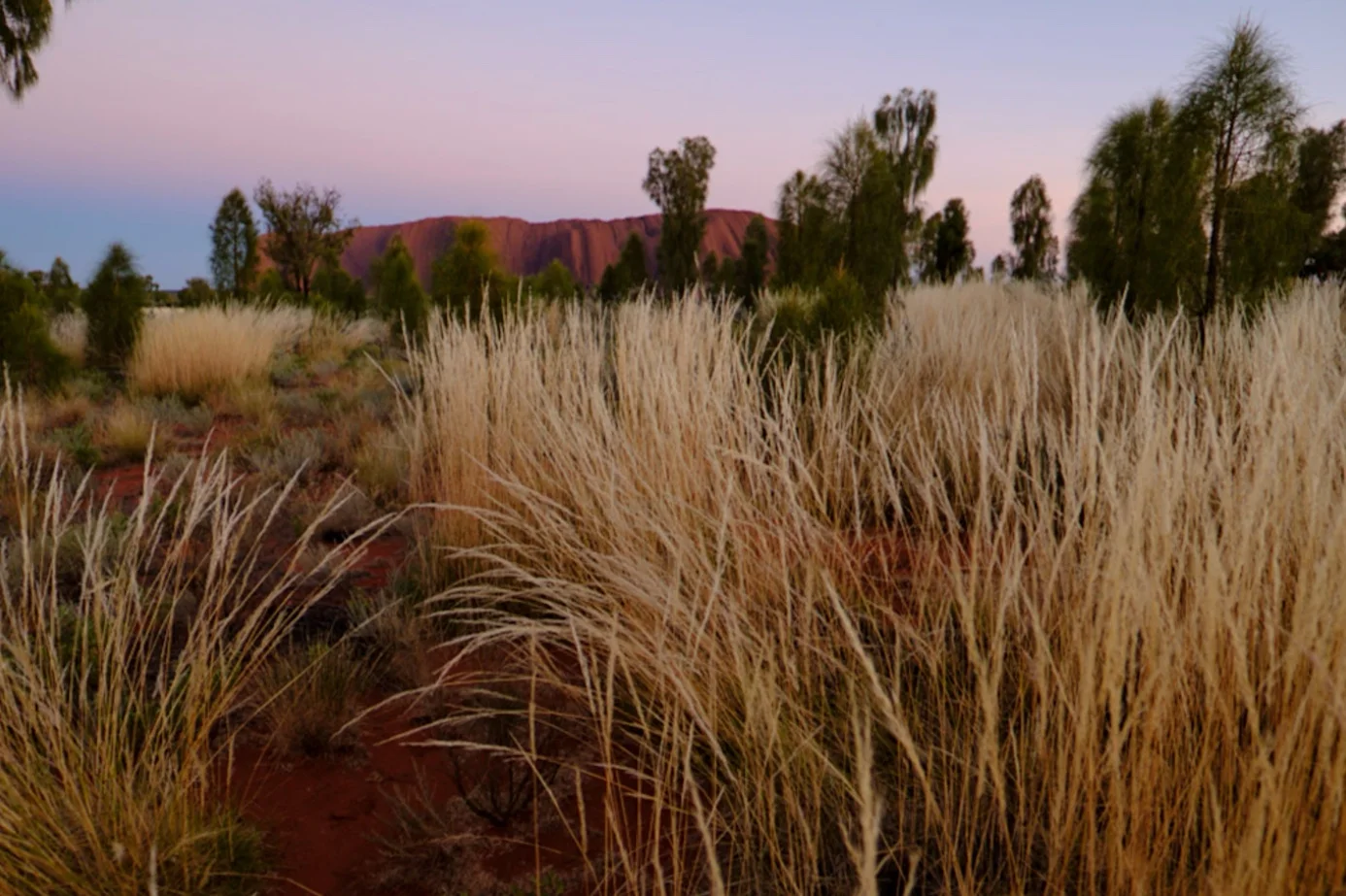 Uluru mit weiter Landschaft und großem Vordergrund aus Gräsern, aufgenommen mit 24-mm-Weitwinkelobjektiv | Excire