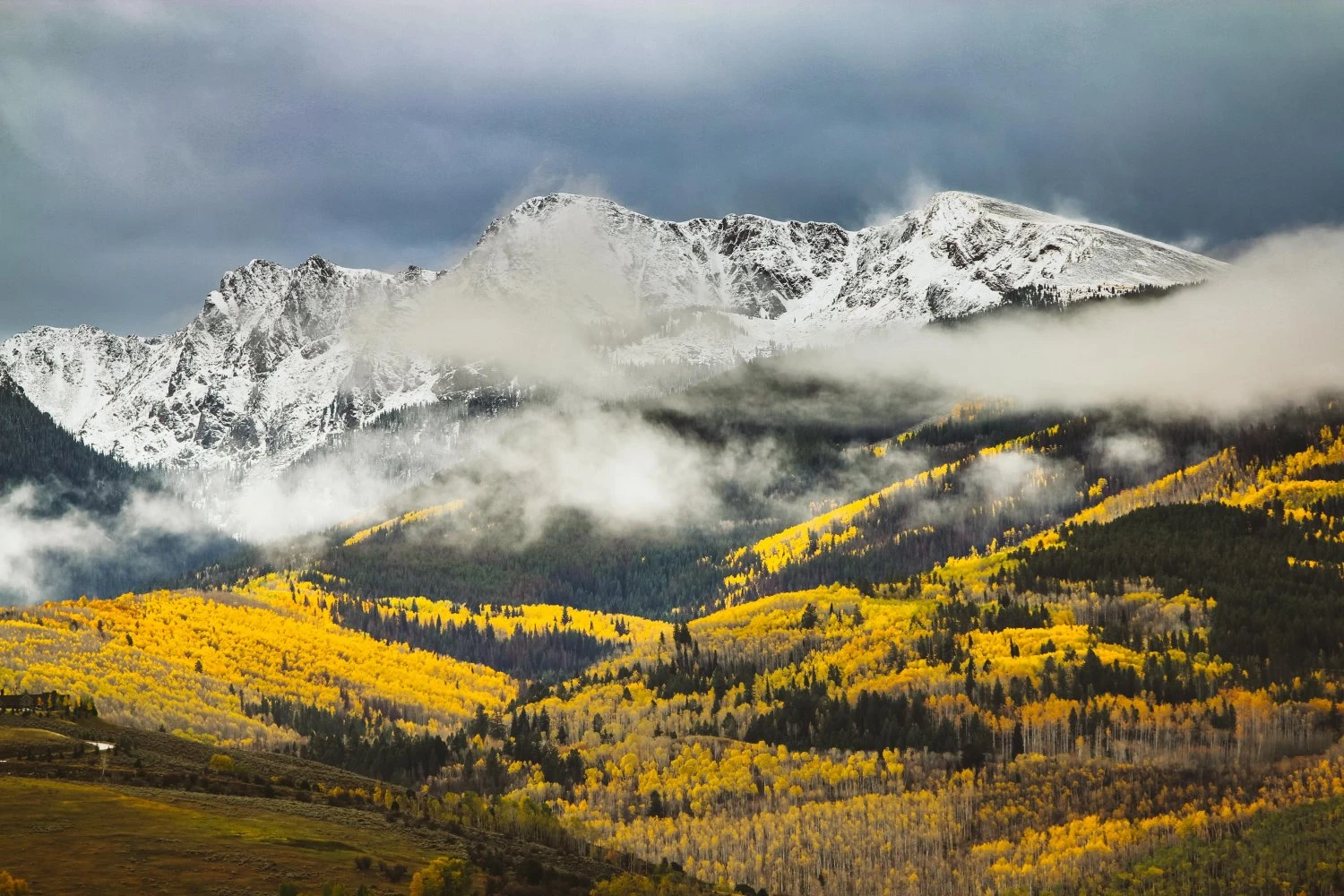 A forest and mountains in Colorado.