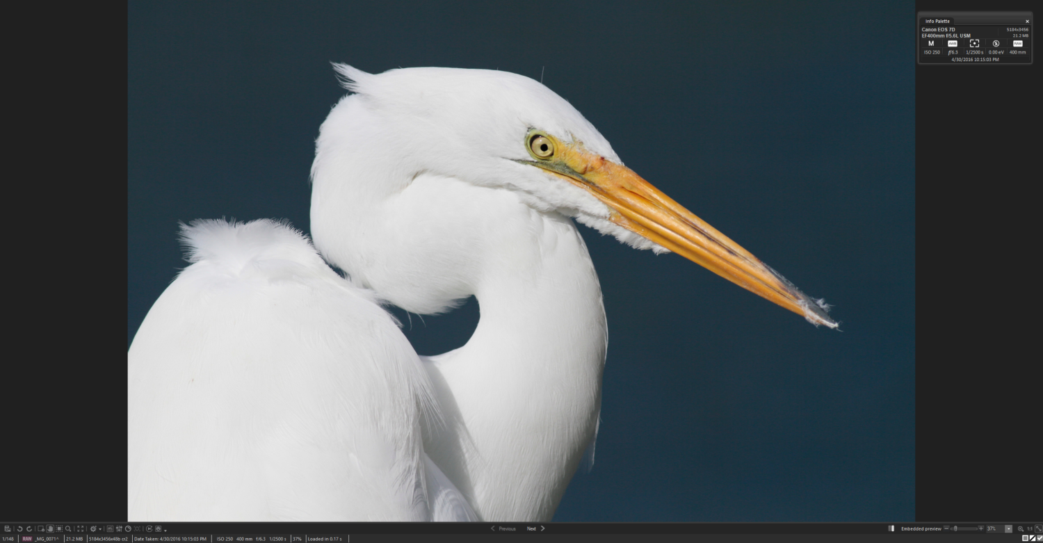 Great egret image in ACDSee Photo Studio Ultimate