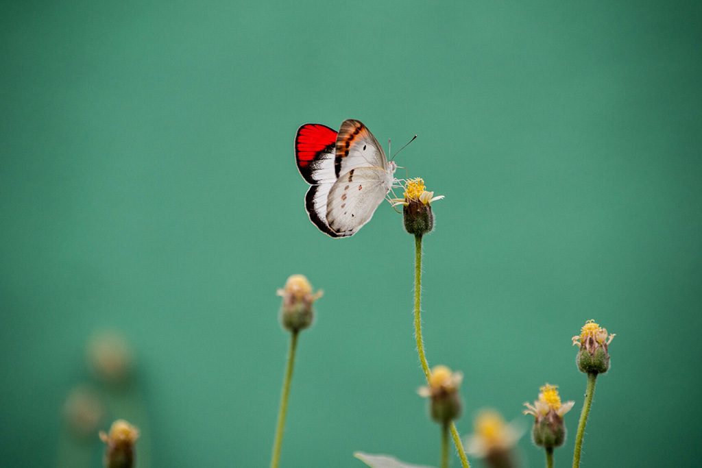 Schmetterling, Blume, Makro