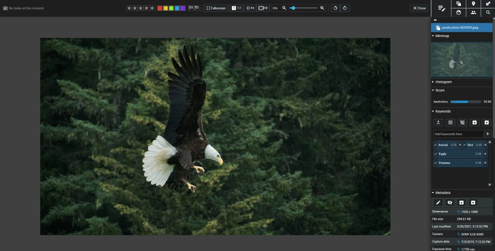 Excire Foto 2024 screenshot with an eagle and AI-generated tags