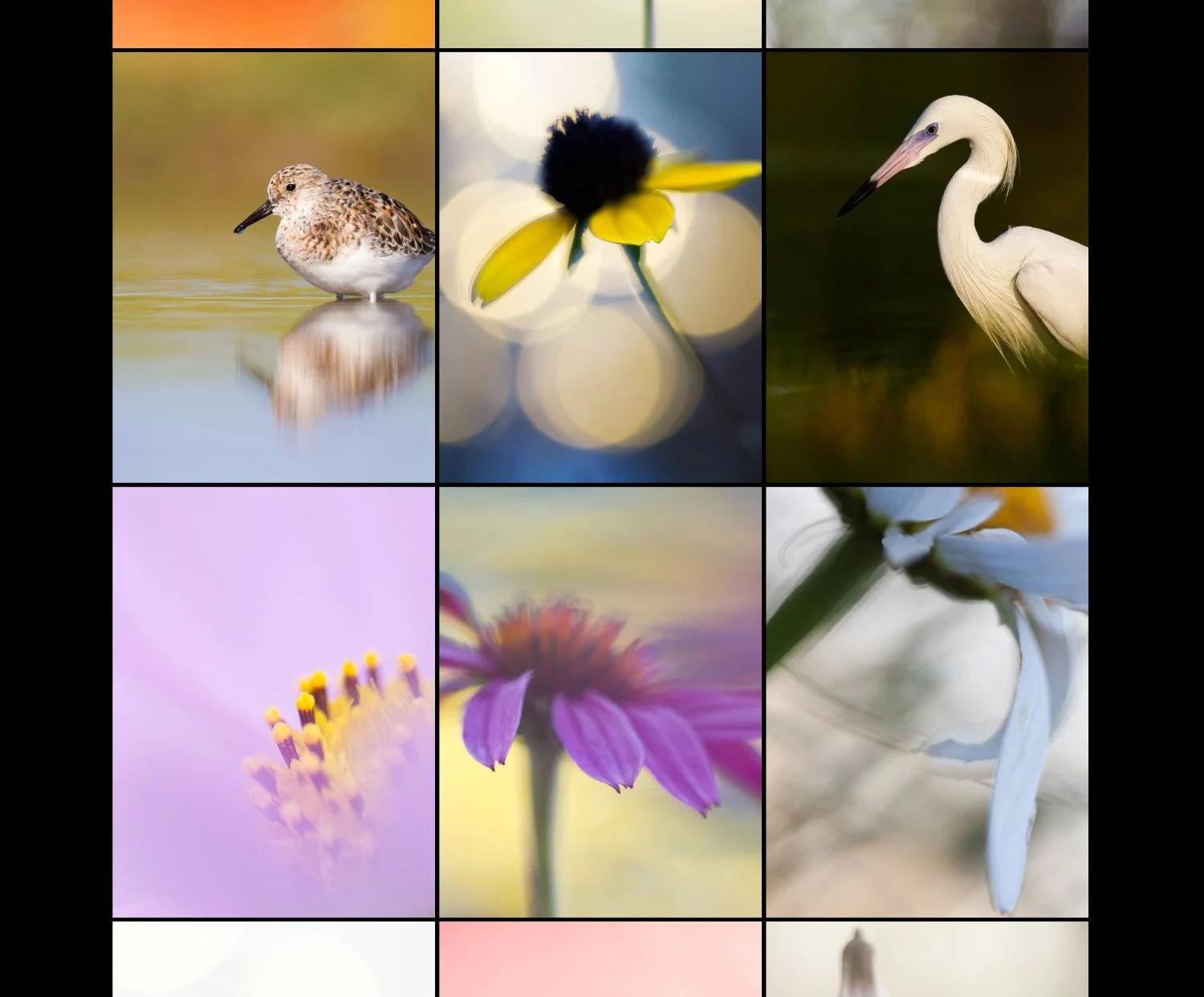Grid of images from my Instagram account showing flowers and birds