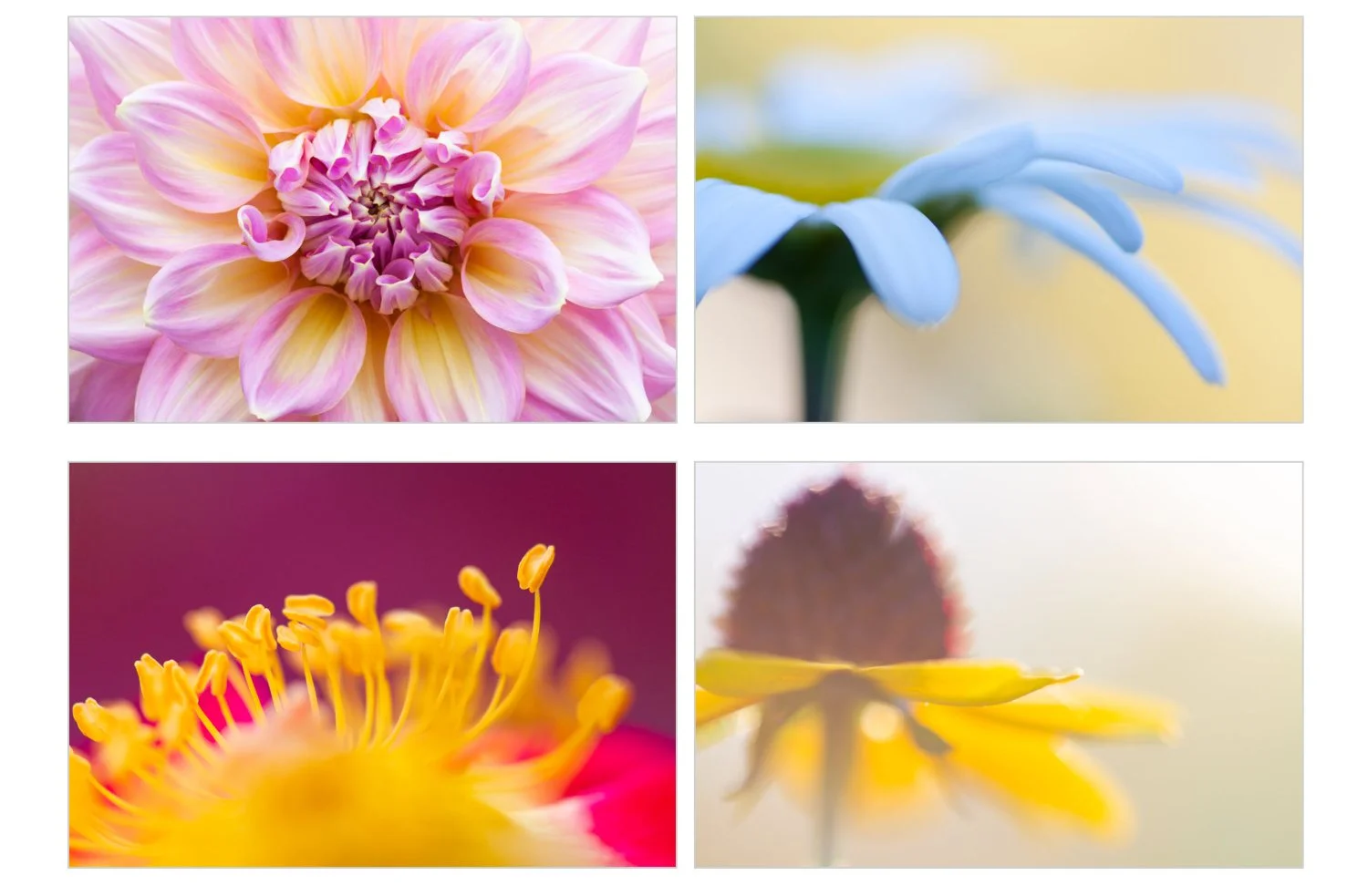 Several close-up flower photos arranged in a grid