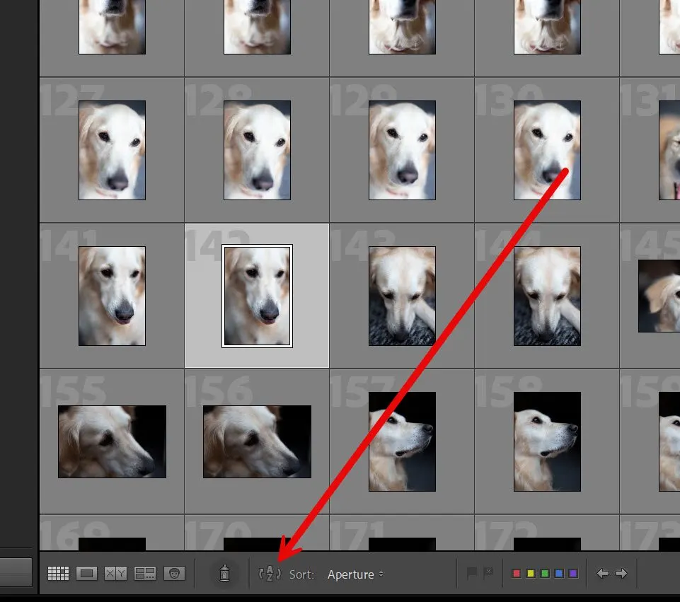 The reverse sorting order icon in Lightroom Classic