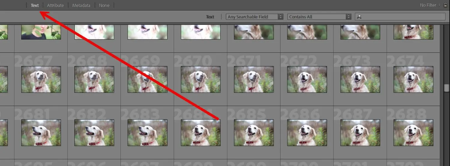 The Filter Text option in Lightroom Classic