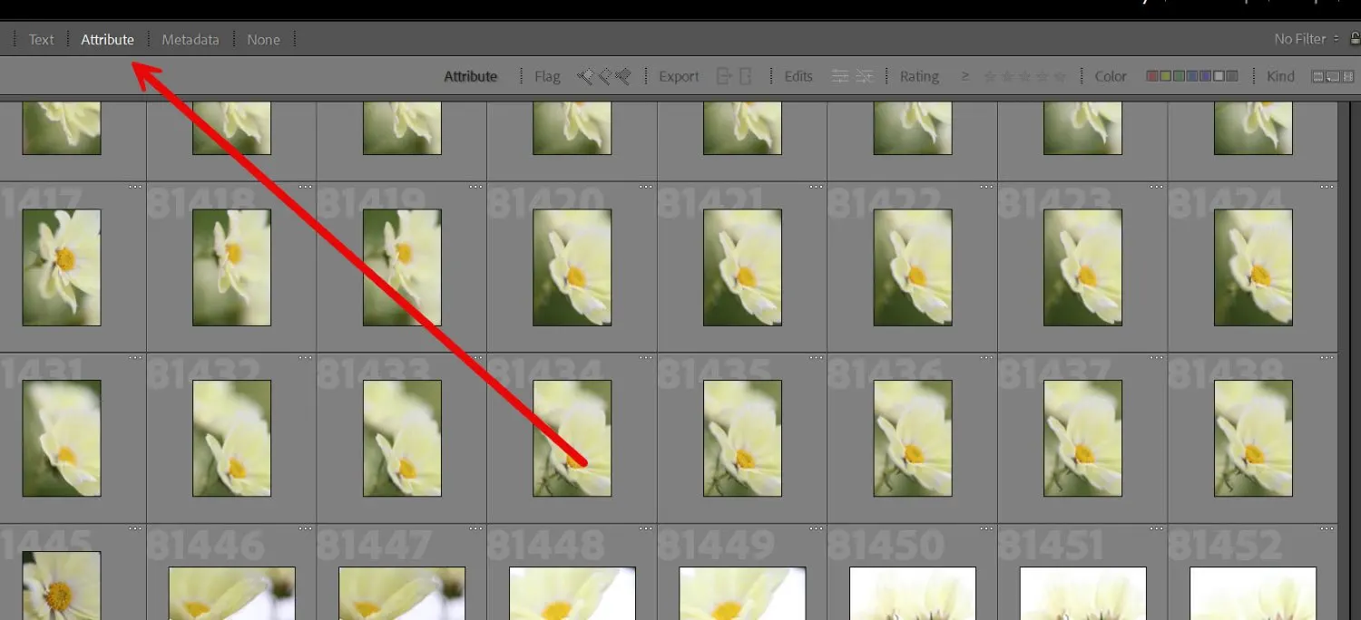 Lightroom Classic Filter Bar Attribute search option