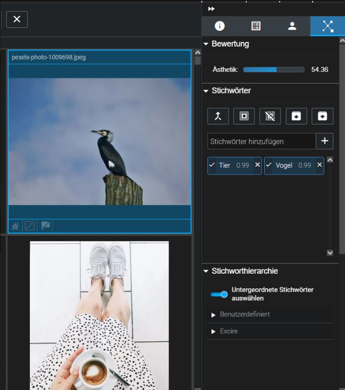 Vogelbild wird in Excire automatisch verschlagwortet zur Suchoptimierung