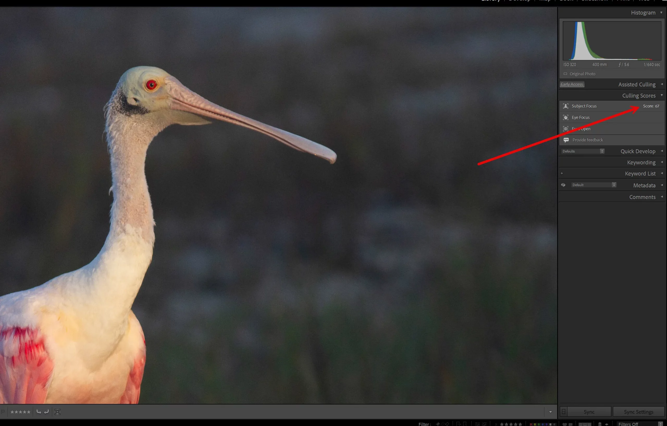 A sharp image of a wading bird that Lightroom marked as very blurry