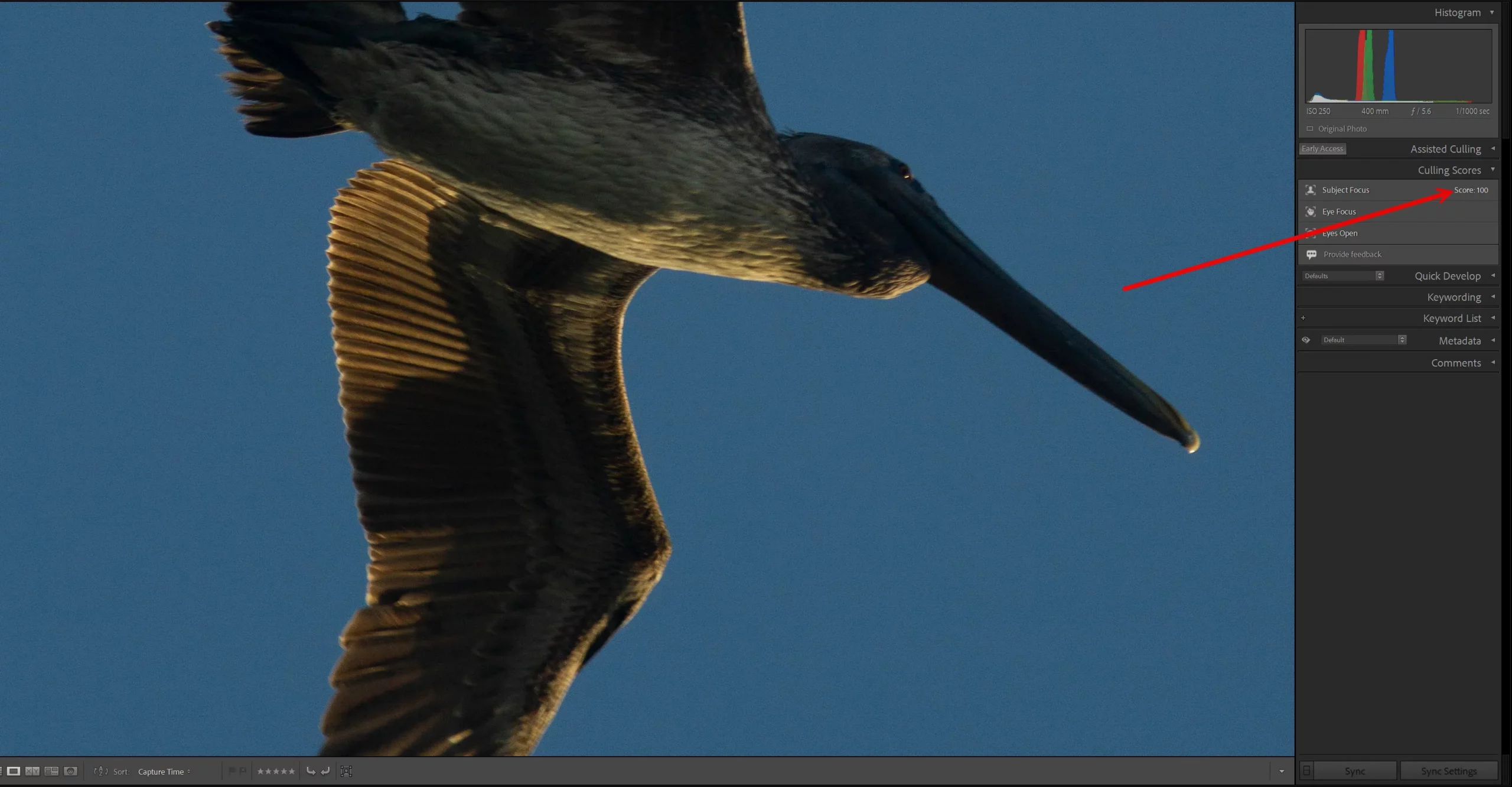 A relatively blurry pelican image that Lightroom marked as very sharp