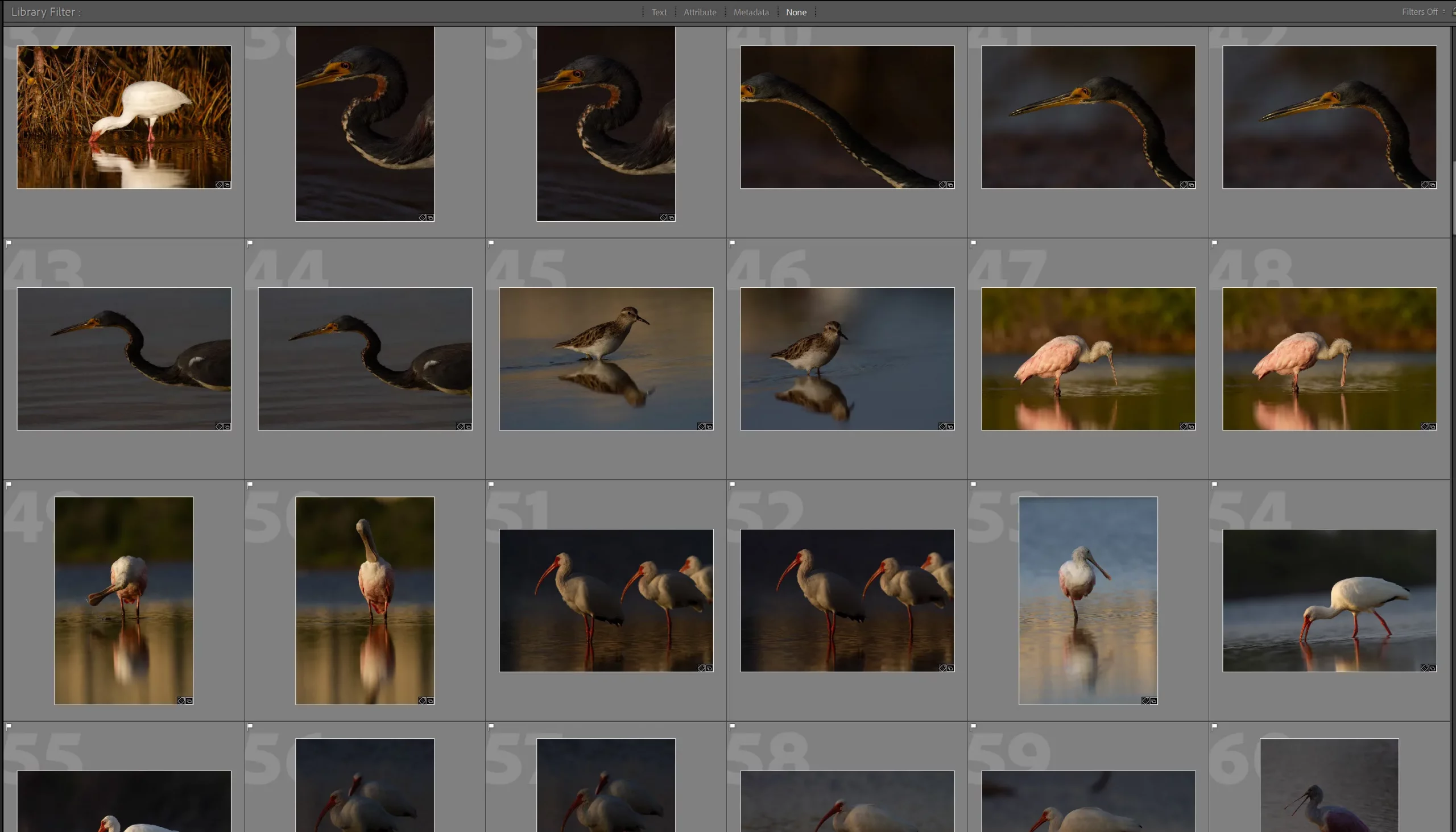 The Excire selections from a batch of bird images